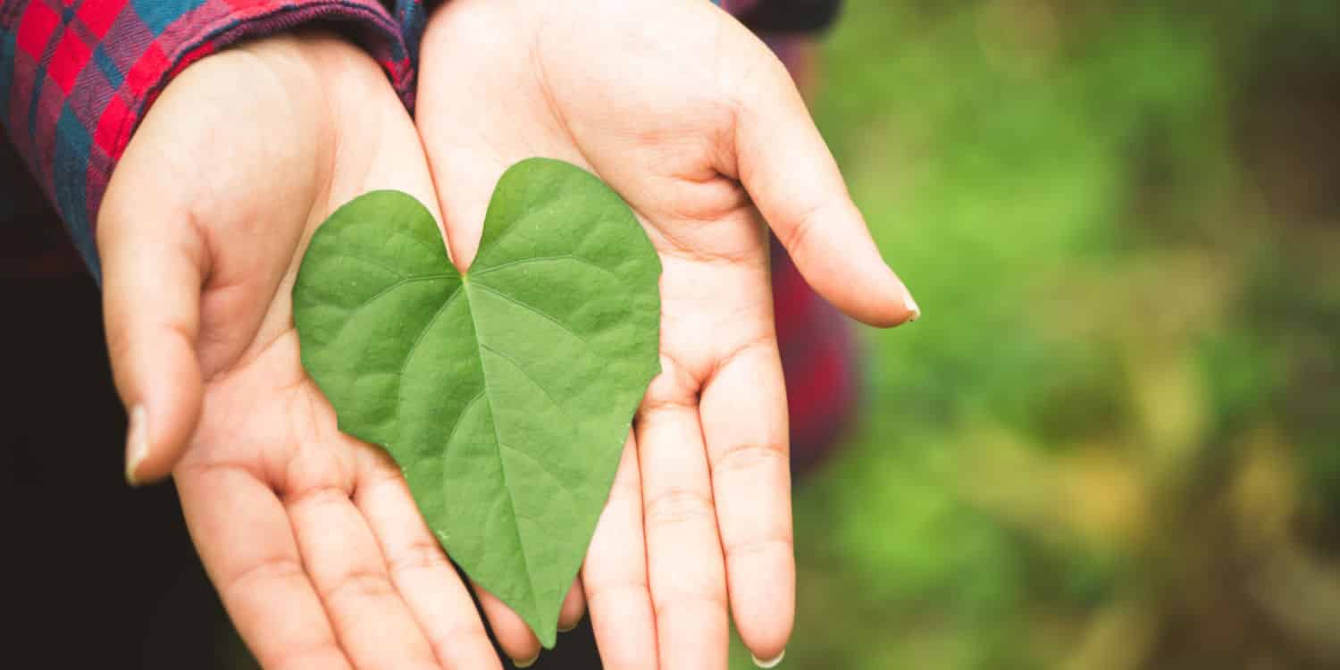 a leaf on the hand represents going green for solar panel installation